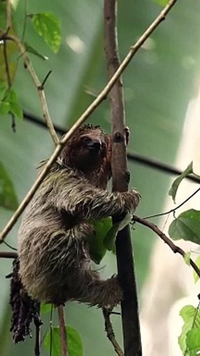 From the Pidurangala cliff there is a magnificent view of the most famous rock of Sri Lanka - Sigiriya.