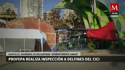 PROFEPA asegura la calidad del agua en la alberca de delfines en el Cici de Acapulco