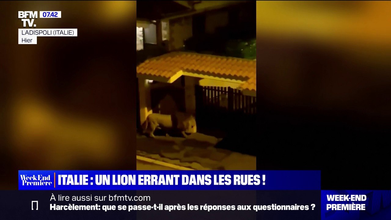 Les images d'un lion errant dans les rues après s'être échappé d'un cirque près de Rome