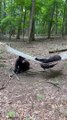 Two Bears Discover a Hammock