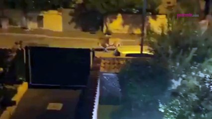 Roma'da kent sokaklarında gezen aslan büyük panik oluşturdu!