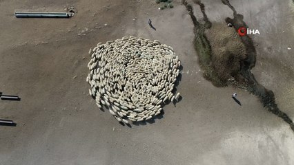 Koyun sürüsü durmadan döndü, Çin’deki görüntüler akıllara geldi