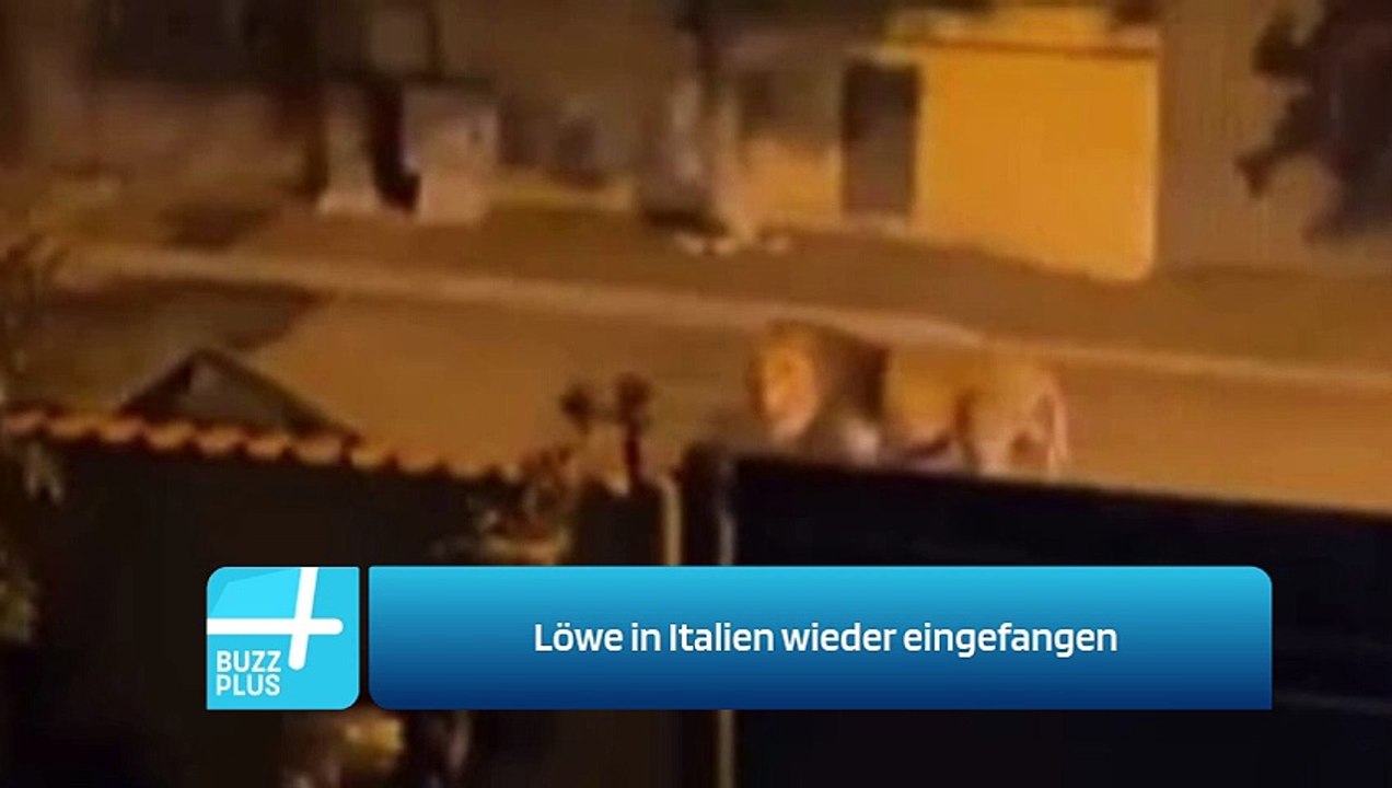 Löwe in Italien wieder eingefangen