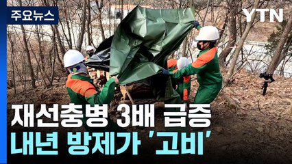 3배 가까이 급증한 재선충병...내년 방제가 '고비' / YTN