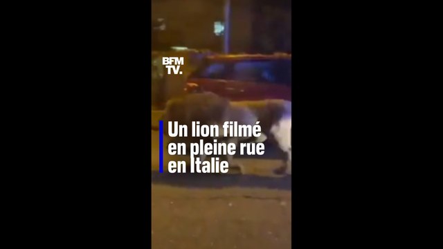 Italie: un lion échappé d'un cirque filmé en pleine rue près de Rome