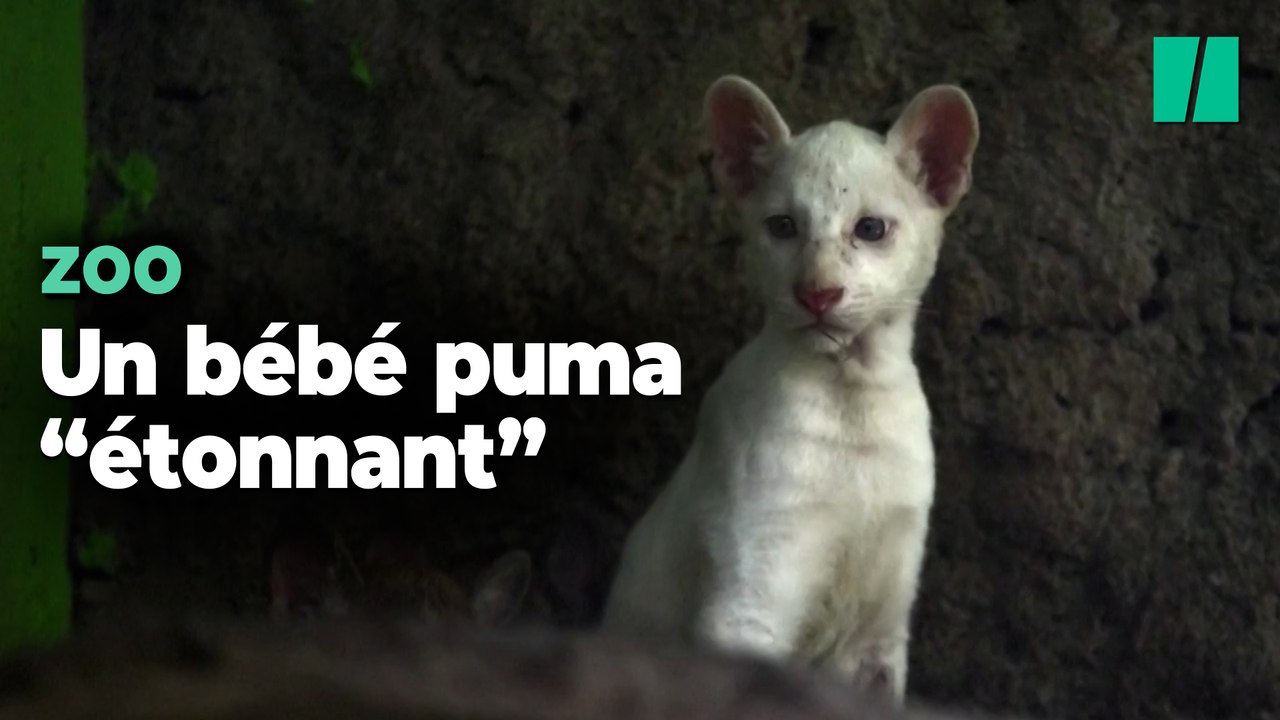 Les visiteurs de ce zoo découvrent ce bébé puma après une naissance "sans précédent"