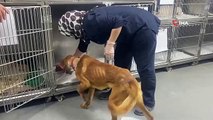 Alt çenesi alınan köpek ameliyatla hayata tutundu