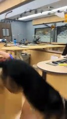 This Dog Is Very Ready To Go Home