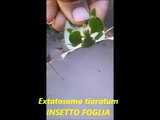 Phyllium giganteum - Insetto foglia    2019