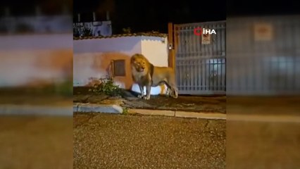 Sirkten kaçan aslan İtalya sokaklarında gezintiye çıktı