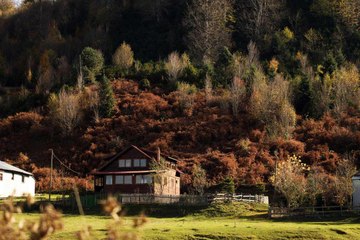 Hem İstanbul'a yakın hem de oksijen deposu: Acelle Yaylası