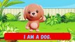 Animals learning for preschool - Animals Name - Learn Animals Name in English - Animals Name Basic English