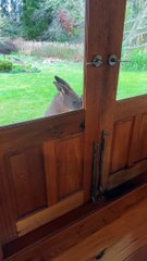 Kangaroo Isn't Allowed Inside