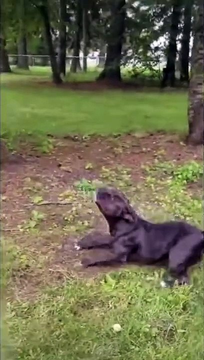 Dog “Do a flip” meme