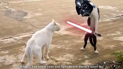 COBRA CAT - PAROLE DE CHAT