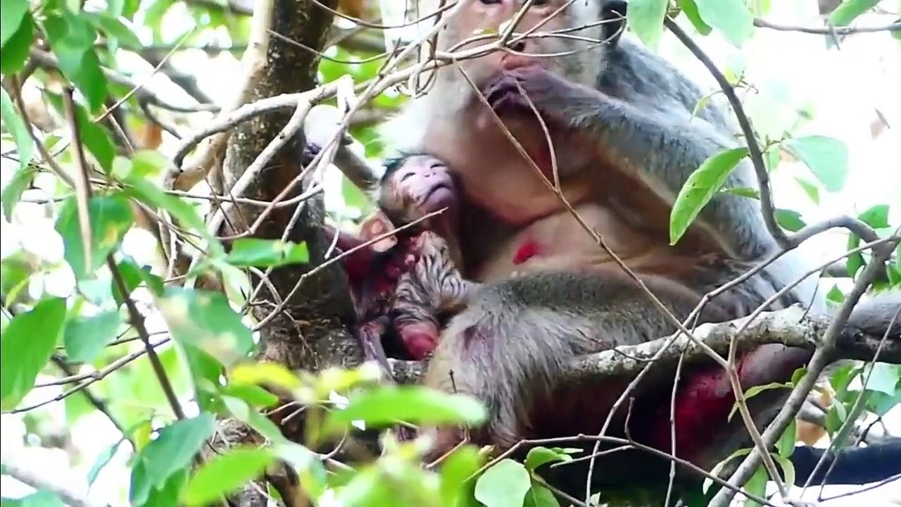 Arina mom bring wet newborn baby to dry on the high tree, newborn look dark