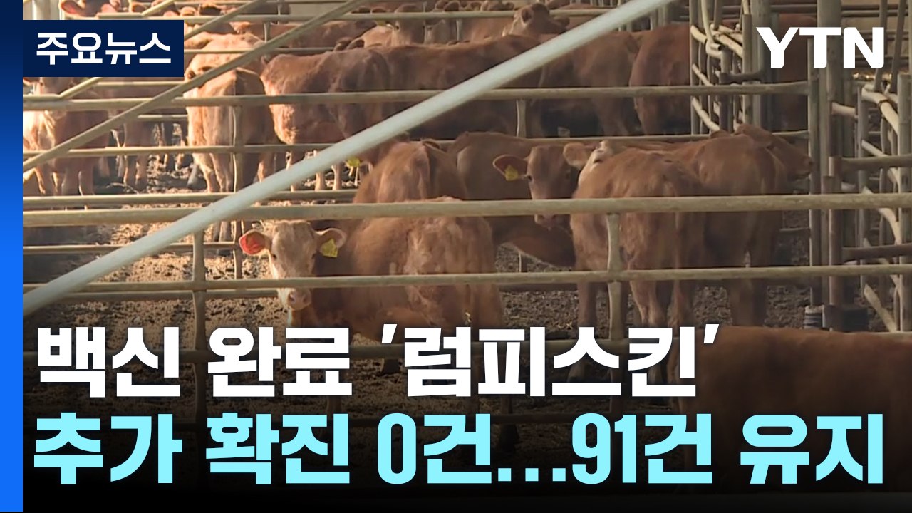 백신 완료 '럼피스킨' 추가 신고 '0'건...앞으로 2~3주 고비 / YTN