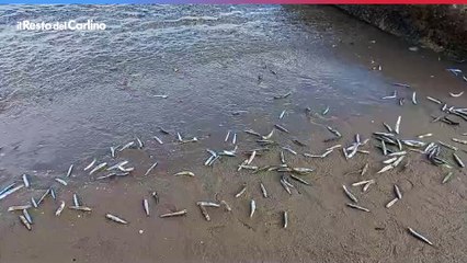 Pesci vanno  a morire al porto di Pesaro: il video