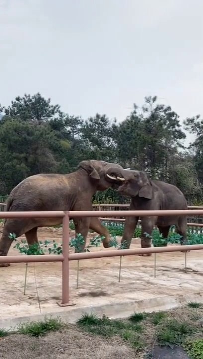 Cute Big Elephant Video