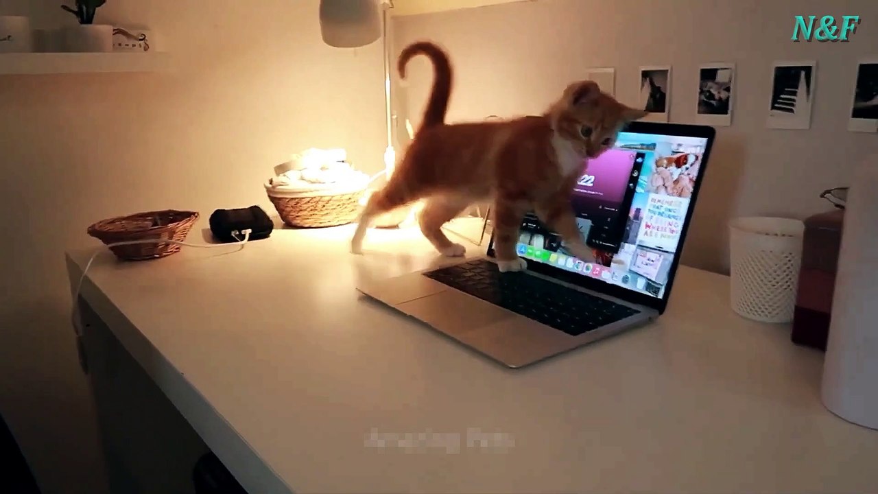 Funniest Cats Videos, The Siliest, Cutest And Funniest Cats 56