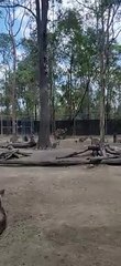 Terrifying Wallaby Makes An Appearance
