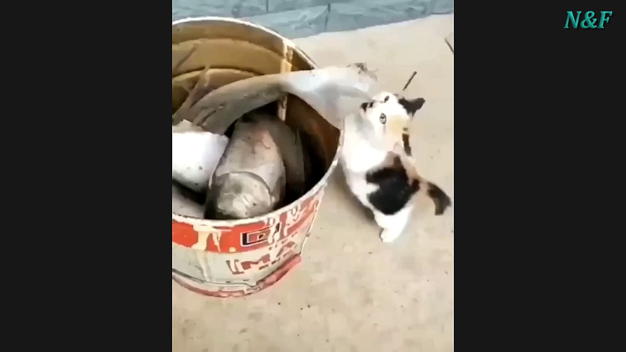 Funniest Cats Videos, The Siliest, Cutest And Funniest Cats 57