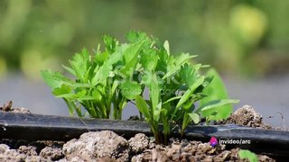 How to grow coriander at home | simple steps