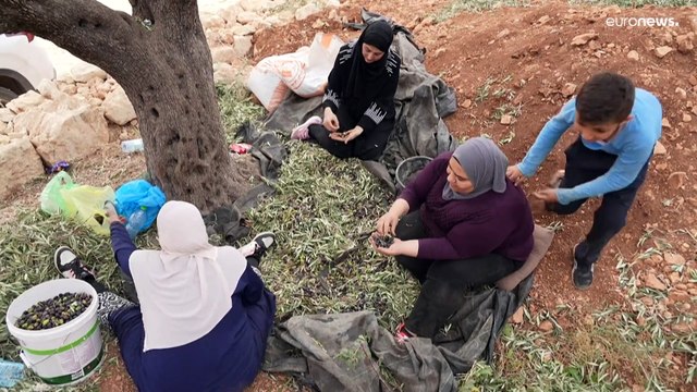 بعد عدة هجمات من المستوطنين.. حاخام يحمي قاطفي الزيتون الفلسطينيين في الضفة الغربية