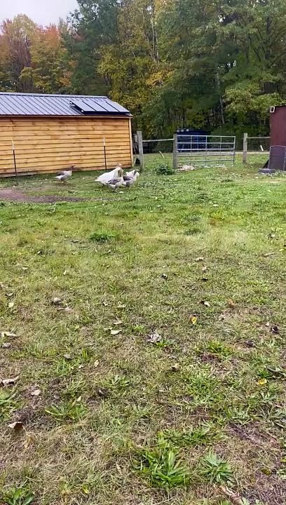 Geese Chase After Ball