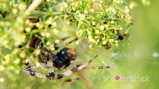 Are garden spider dangerous | Friends or Foes