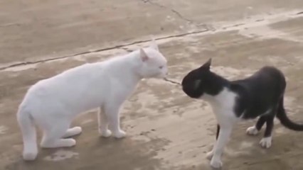 САМЫЕ НЕВЕРОЯТНЫЕ БИТВЫ КОШЕК.