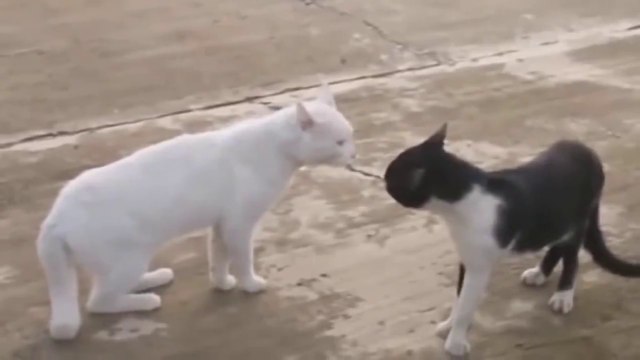 САМЫЕ НЕВЕРОЯТНЫЕ БИТВЫ КОШЕК.