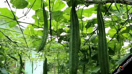 5 plants that harvest quickly