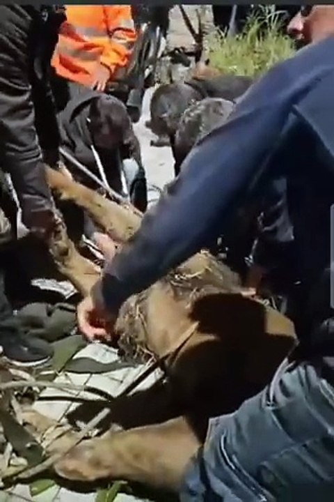 León siendo sedado.
