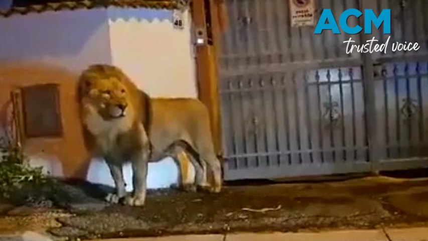 A lion prowled the streets of an Italian seaside town for several hours after escaping from a local circus, before being sedated and captured.