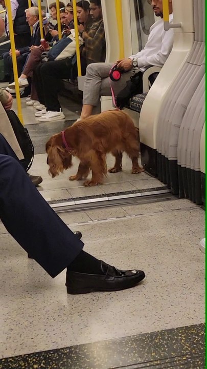 Dog on the Train in London Underground
