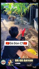 TRƯỜNG GÀ DAKCHEUNG-TRỰC TIẾP ĐÁ GÀ DAKCHEUNG 368BET.LIVE