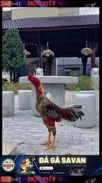 TRƯỜNG GÀ DAKCHEUNG-TRỰC TIẾP ĐÁ GÀ DAKCHEUNG 368BET.LIVE