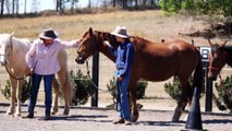 Brumby show takes wild horses to show horses