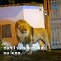 Lion, sinadyang pakawalan mula sa circus? | GMA Integrated Newsfeed