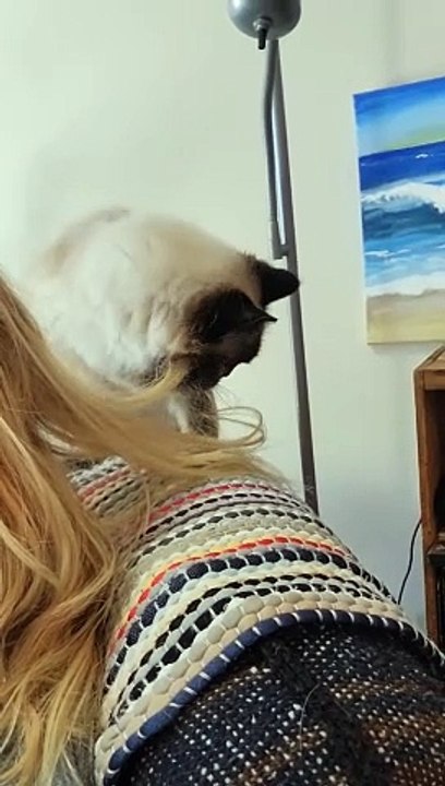 Goofy Cat