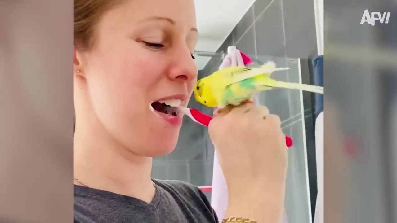 People vs. Birds - Hilarious Bird Encounters You Won't Believe