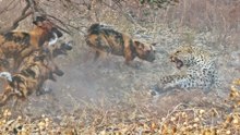 Wild Dogs Get Revenge on Leopard that Caught a Puppy