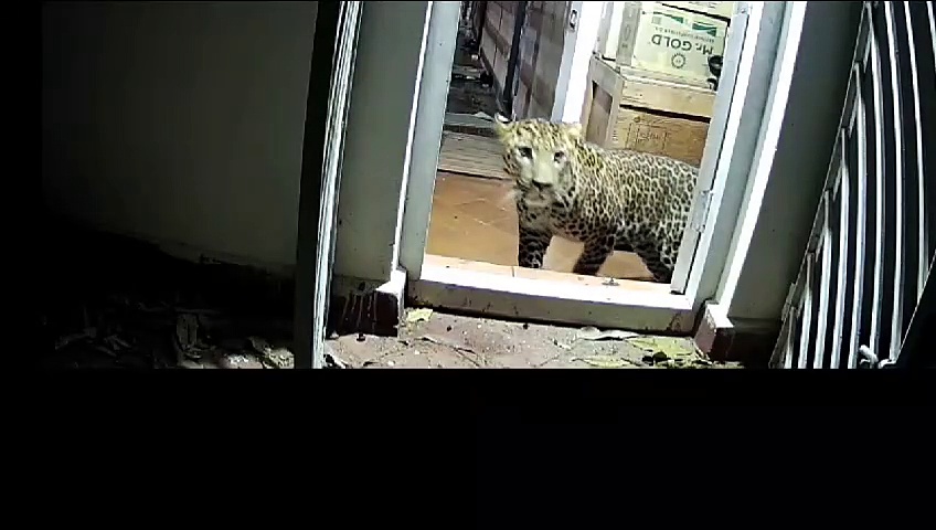 நீலகிரியில் வீட்டிற்குள் புகுந்து 6 பேரை தாக்கிய சிறுத்தை; 26 மணி நேர போராட்டத்திற்கு பின் வேறியேறியது