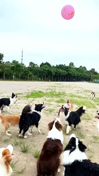 Dogs Are Playing With Balloon | Dogs Funny Compilation | Dogs Funny Moments | Animals Funny Reactions #animal #pets #dog #doglover #cutepuppies #fun #love #cute #beautiful #funny