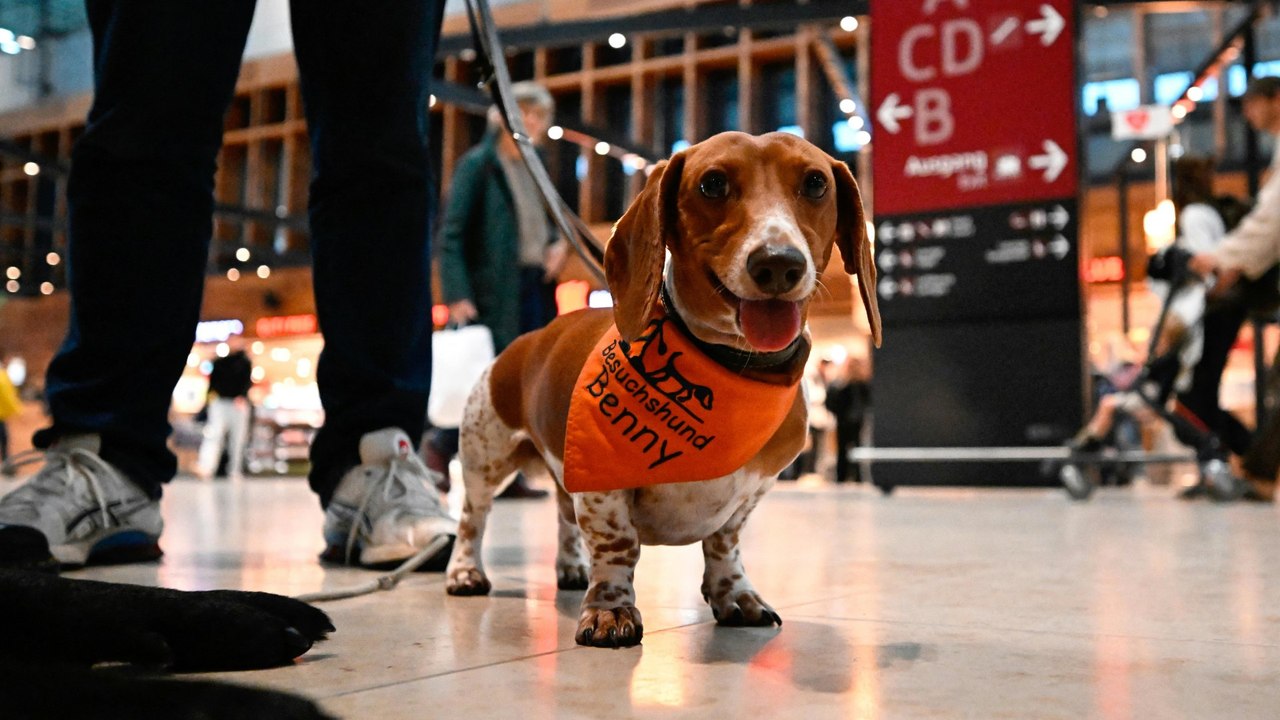 Hunde-Streicheln gegen Reisestress am Berliner Flughafen
