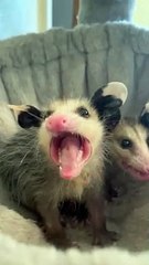 Spicy Baby Opossum