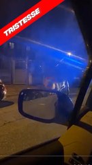 Un lion dans la ville #lion #italie #actu