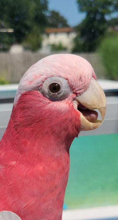Pet cockatoo held at Heathrow for three months