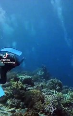 Dalgıçlar Deniz Altında Depreme Yakalandı!